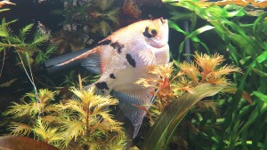 Silver angelfish
